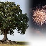 A large oak tree with exposed roots stands on grass under a clear sky, juxtaposed with colorful fireworks bursting against a dark night sky.