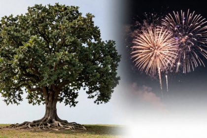 A large oak tree with exposed roots stands on grass under a clear sky, juxtaposed with colorful fireworks bursting against a dark night sky.