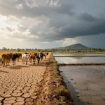 A herd of cows walks along a cracked dirt path beside flooded rice paddies. A person follows them under a cloudy sky with distant hills.